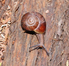Austrorhytida glaciamans