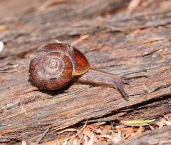 Austrorhytida glaciamans
