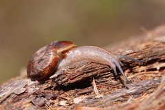 Austrorhytida glaciamans