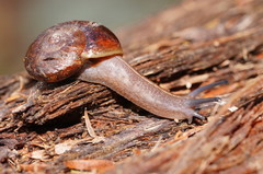 Austrorhytida glaciamans