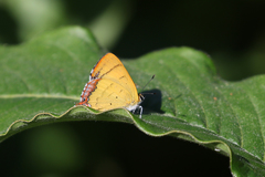 Heliophorus