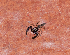 Indopadilla annamita