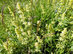Cruciata laevipes