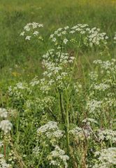 Anthriscus sylvestris