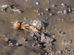 Palpopleura