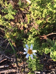 Arctotis aspera aspera