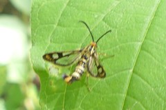 Chamaesphecia empiformis