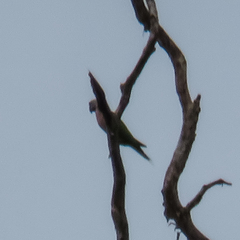 Psittacula alexandri fasciata