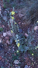 Verbascum undulatum