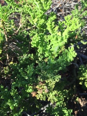 Arctotis aspera aspera