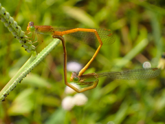 Ceriagrion calamineum