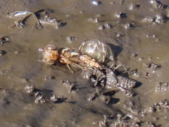 Palpopleura