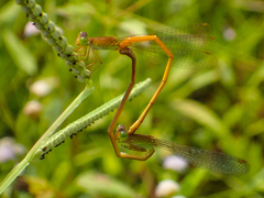 Ceriagrion calamineum