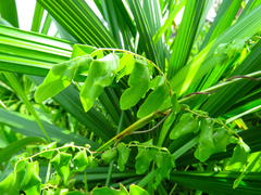 Lygodium microphyllum