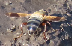 Senaspis dentipes