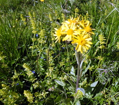 Tephroseris longifolia