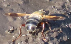 Senaspis dentipes