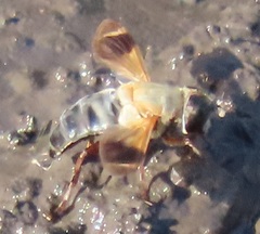Senaspis dentipes