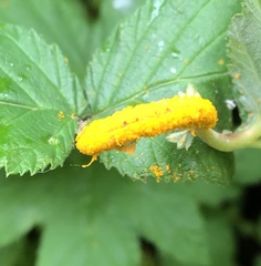 Puccinia urticata