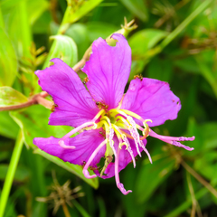 Melastoma sanguineum