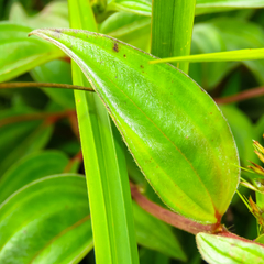Melastoma sanguineum