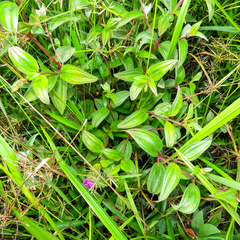 Melastoma sanguineum
