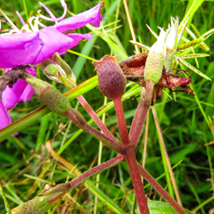Melastoma sanguineum