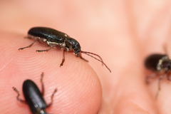 Plateumaris consimilis