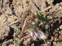 Palpopleura