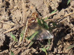 Palpopleura