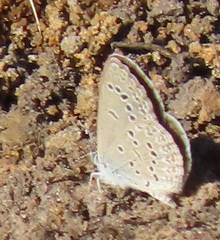 Zizina otis antanossa