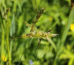 Anthoxanthum odoratum