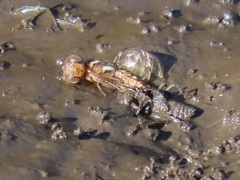 Palpopleura