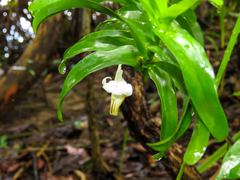 Dendrobium ellipsophyllum