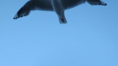 Chroicocephalus novaehollandiae novaehollandiae