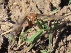 Palpopleura
