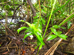 Dendrobium ellipsophyllum
