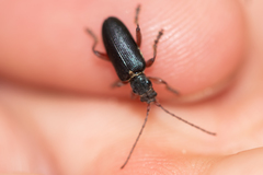 Plateumaris consimilis