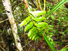 Dendrobium ellipsophyllum