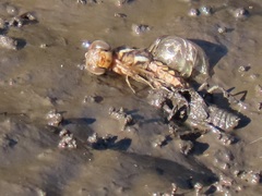 Palpopleura