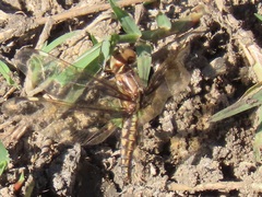 Palpopleura