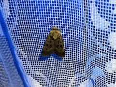 Chersotis multangula