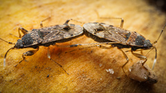 Elasmolomus squalidus