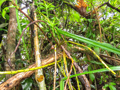 Dendrobium ellipsophyllum