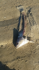 Argyrosomus japonicus