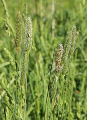 Alopecurus pratensis