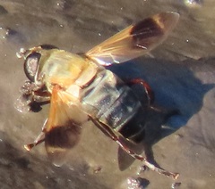 Senaspis dentipes