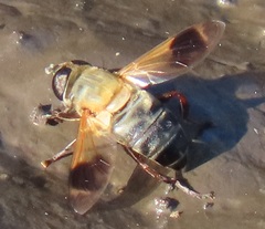 Senaspis dentipes
