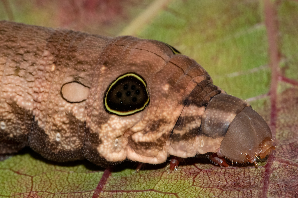 Hippotion eson