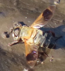 Senaspis dentipes